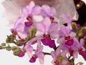 Phal. Liu's Berry